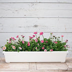 Root & Vessel 16362 Countryside Flower Box Planter - Image 3
