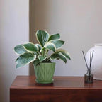 5 Inch Planter Pots, 6 Pack Indoor Planters, Small Flower Pots - Image 6