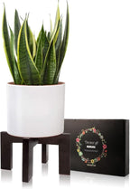 Gendral Forwepup Plant Stand Indoor Outdoor, Mid Century Plant Stand - Image 2