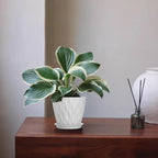 5 Inch Planter Pots, 6 Pack Indoor Planters, Small Flower Pots - Image 6