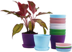 TDHDIKE 10 Pcs Plastic Planters Indoor Pots, Mini Flower Seedlings Nursery - Image 6