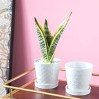 BUYMAX Plant Pots Indoor –5 inch Ceramic Flower Pot - Image 6