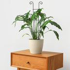 Coomin 23in Taller Plant Trellis - Image 6