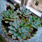 NWFashion Special Design Fun Garden 6INCH Flower Planter Succulent Pot Indoor - Image 4