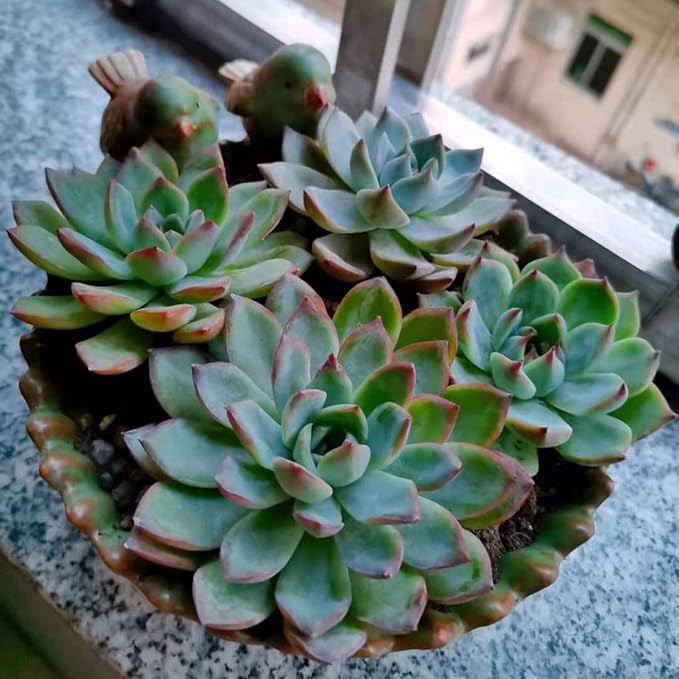 NWFashion Special Design Fun Garden 6INCH Flower Planter Succulent Pot Indoor - Image 4