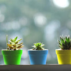 PURPLE STAR 1N 50 Packs Cupcake Plant Nursery Pots - Image 6
