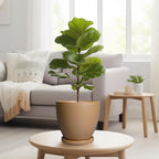Ceramic Pots for Plants - Image 4