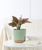 kubvici Indoor Plant Pots Set of 2 Planters 8 inch Plastic Planter - Image 2