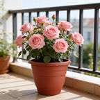 3 Pack Large 16 Inch Plastic Plant Pots - Image 6