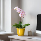 Ceramic Plant Pots - Image 3