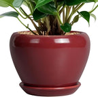 Ceramic Pot for Plants by Ceramicfor