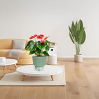 Green Self Watering Plant Pots - Image 6