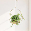 Hanging Planters for Indoor Plants by Adnkwolivt