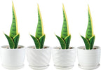 Plant Pots - 4.7 Inch Cylinder Ceramic Planters - Image 4