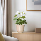 Ceramic Pots for Plants - Image 6