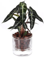 4 Inch Self Watering Pot, African Violet Pot, Bottom Watering Glass Planter - Image 2