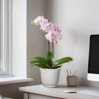 Ceramic Pots for Plants - Image 3