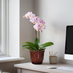 Ceramic Plant Pots - Image 3