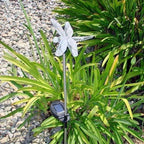 Solar Powered Garden Stake LED Light - Image 2