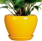 Ceramic Pot for Plants by Ceramicfor