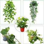 2 Pack Circle Trellis for Climbing Plants Indoor, Flower Houseplant Hoya - Image 6
