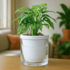 D'vine Dev 6 Inch Design Self Watering Planter - Image 7