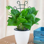 Trellis for Potted Plants, Stackable Small Indoor Plant Trellis for Climbing - Image 2
