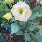 MTB Supply 5 Pack 16 x 24 inch Peony Cages, Grow Through Plant Support Stakes - Image 4