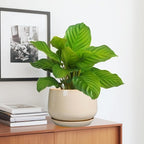 G EPGardening Ceramic Planter - Image 5