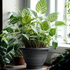 4 Pack 12 Inch Large Plant Pots, Plastic Flower Pot - Image 6