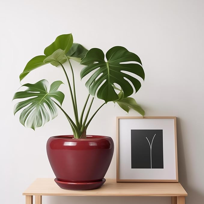 Ceramic Pot for Plants - Image 8