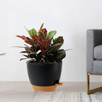 Large Self Watering Pots, 12/10/9 Plastic Planters - Image 7