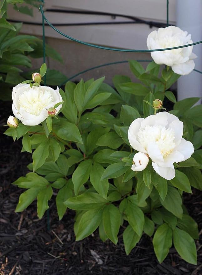 MTB Supply 5 Pack 36" x 18" Peony Double Ring Plant Support, Plant Support - Image 2