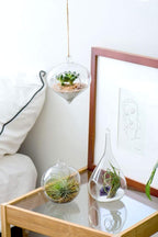 Mkono 3 Pack Glass Hanging Planter Air Fern Holder Terrarium Plants Hanger Vase - Image 3