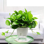 Vanavazon 6 Inch Self Watering Planter Pots - Image 5