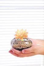 Cute Ceramic Succulent Garden Pots, Planter - Image 4