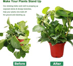 2 Pack Circle Trellis for Climbing Plants Indoor, Flower Houseplant Hoya - Image 3