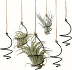 6 pcs set Hanging Air Plant Holder Air Plant Hanger by Nwsrayu