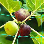Pack of 2 Cucumber Tomato Trellis Netting, Heavy Duty Garden Netting Support - Image 4