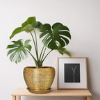Indoor Plant Pot 6 Inch - Image 7