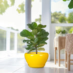 Ceramic Planter for Indoor Plants - Image 5