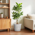 Ceramic Flower Pots - Image 4