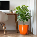12 Inch Pots for Plants - Image 3