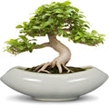 Bonsai Pots 18 Inch by Teagas