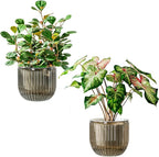Melphoe Self Watering Pots for Indoor Plants Planter, 6.5 Inch 2 Pack Planters by Melphoe