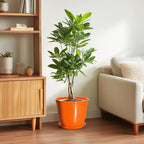 10 Inch Plant Pot - Image 4