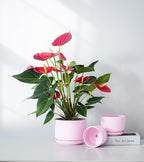 Ton Sin Pink Flower Pots, Ceramic Planter Pot - Image 5
