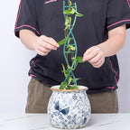 Indoor Plant Trellis for Potted Plants - Image 4