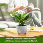13.4 Inch Indoor Plant Trellis for Climbing Plants, Metal Trellis, Small Garden - Image 6