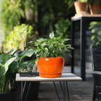 SQOWL Ceramic Pot for Plants - Image 5